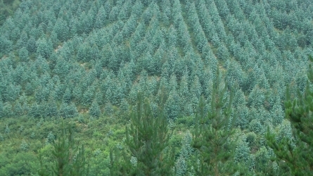 Análisis profundo y completo de las plantaciones de eucalipto Análisis profundo y completo de las plantaciones de eucalipto