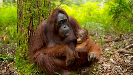 The life of the 'human of the forest' in Borneo, Indonesia