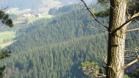 Koniferoekin baso landaketak. Zein aukera dago ?