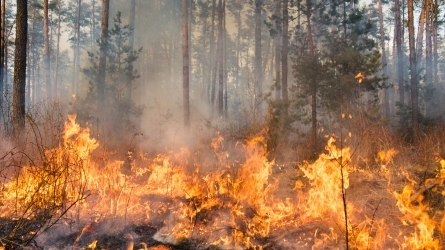 Global change and mega-fires Global change and mega-fires