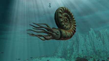 Los ammonoideos de Mutriku: un patrimonio oceánico de hace 100 millones de años