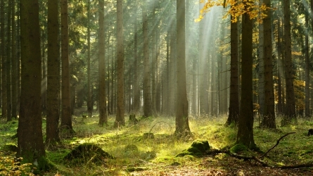 Bosques del siglo XXI: innovación, bioeconomía y emprendimiento para una transición verde Bosques del siglo XXI: innovación, bioeconomía y emprendimiento para una transición verde