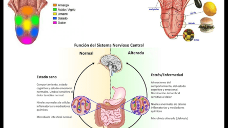 Taste, Behaviour and Health gastronomy 