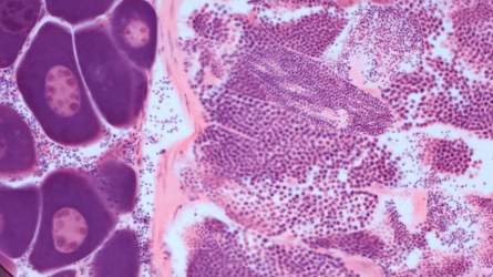 Arrak ar eta arrainak eme: ingurumena eta sexua ur azpian