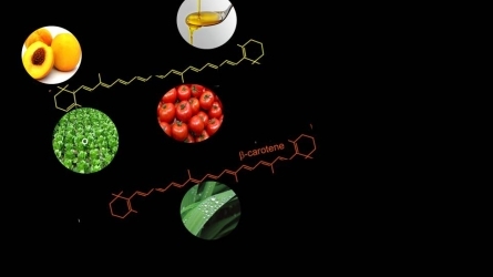 Plantas fascinantes: ¿qué importancia tienen en nuestra alimentación y salud?