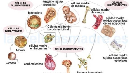 XX aniversario de las células madre embrionarias humanas: pasado, presente y futuro 