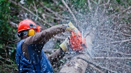 Prevención de riesgos laborales en el sector forestal - madera Prevención de riesgos laborales en el sector forestal - madera