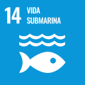 14. Underwater life